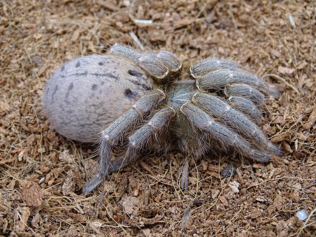 Fort Hall Baboon Tarantula For Sale, Fort Hall Baboon Tarantula For Sale Near Me